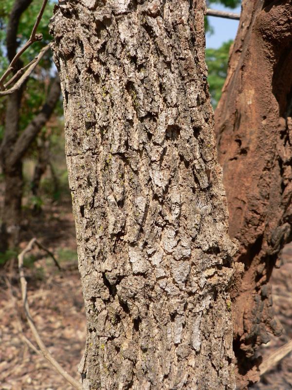 Image of Cork bush