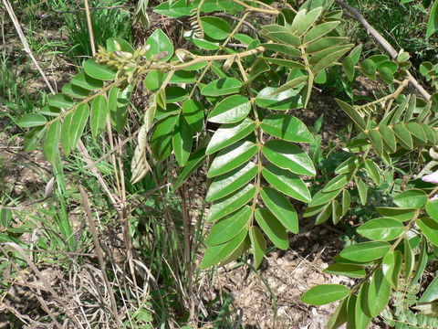 Image of Cork bush