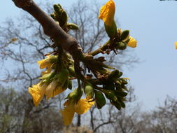 Image of Bleedwood Tree