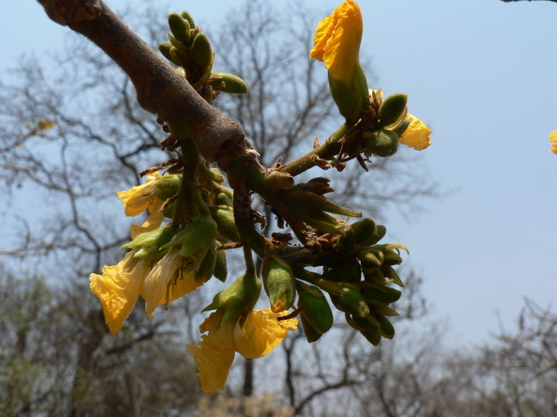 Image de Pterocarpus angolensis DC.