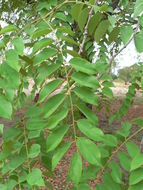 Image de Pterocarpus angolensis DC.