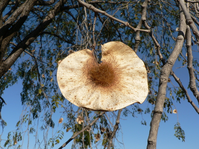 Image of Bleedwood Tree