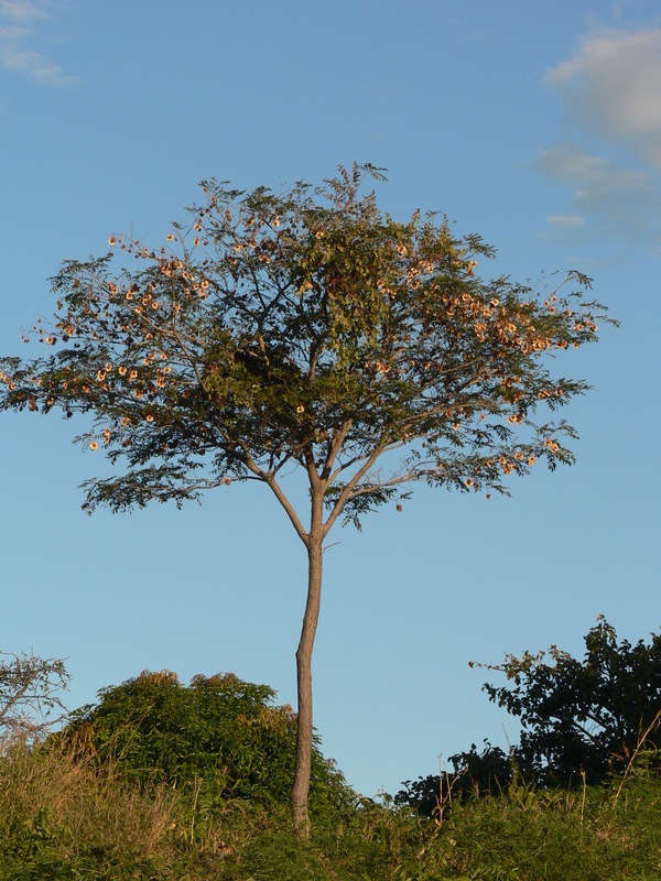 Pterocarpus angolensis (rights holder: Günter Baumann)