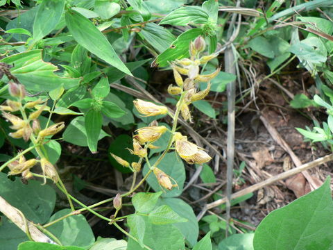 Image of Rhynchosia luteola (Hiern) K. Schum.