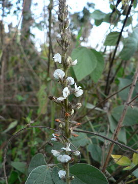 Image of Rhynchosia nyikensis Baker