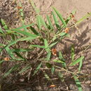 Image of Tephrosia acaciifolia Baker