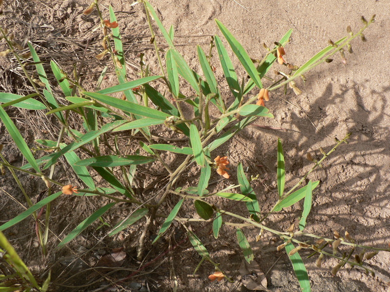 Image of Tephrosia acaciifolia Baker