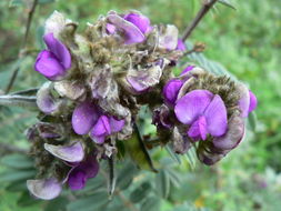 Tephrosia aequilata Baker resmi