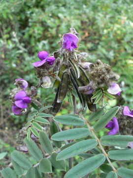 Image of Tephrosia aequilata Baker