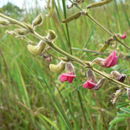 Plancia ëd Tephrosia purpurea (L.) Pers.