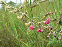 Image de Tephrosia purpurea (L.) Pers.