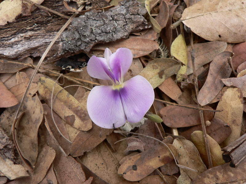 Image of Vigna pygmaea R. E. Fr.