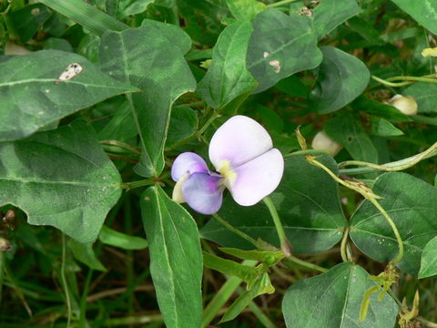 Plancia ëd Vigna unguiculata (L.) Walp.