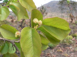Sivun Flacourtia indica (Burm. fil.) Merr. kuva