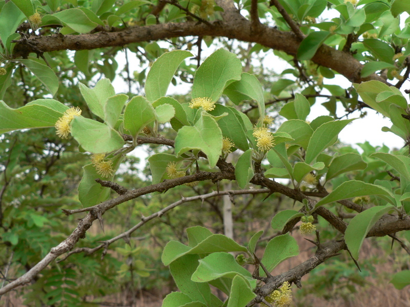 Sivun Flacourtia indica (Burm. fil.) Merr. kuva