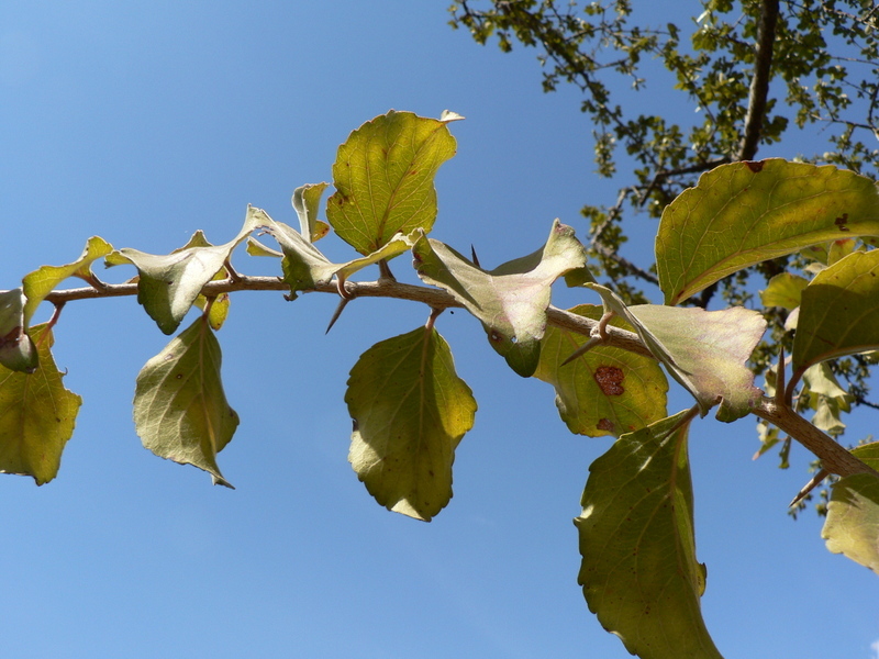 Sivun Flacourtia indica (Burm. fil.) Merr. kuva