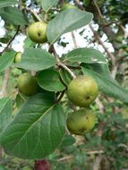 Sivun Flacourtia indica (Burm. fil.) Merr. kuva