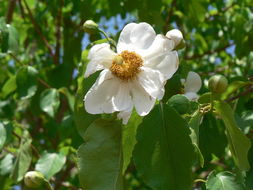 Image de Oncoba spinosa Forsk.