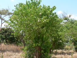 Image de Oncoba spinosa Forsk.