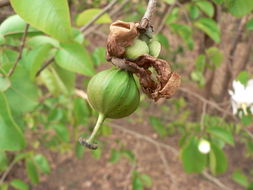 Image de Oncoba spinosa Forsk.