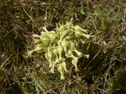 Image of Winged-Stem Canscora