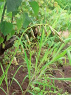 Plancia ëd Dipcadi longifolium (Lindl.) Baker