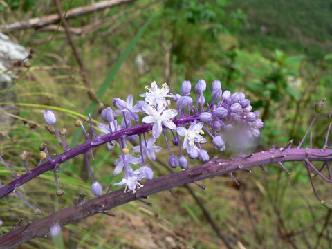 Image of Large blue squill