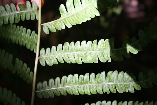 Image of <i>Thelypteris striata</i> (Schumach.) Schelpe