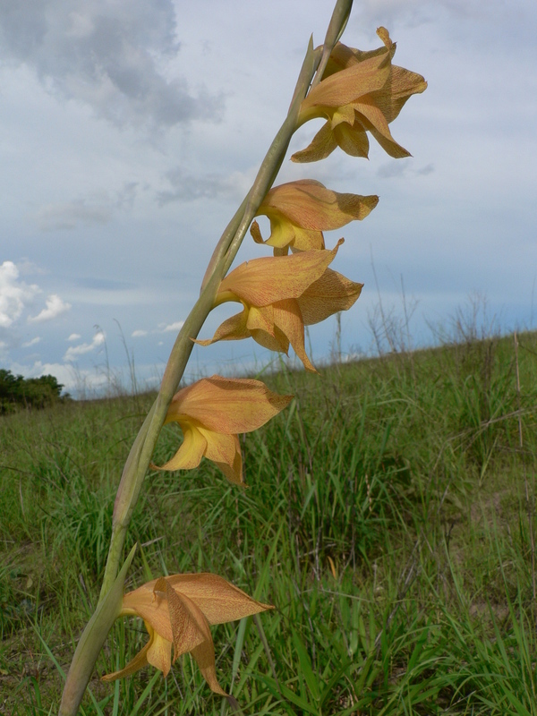 Imagem de Gladiolus dalenii Van Geel