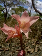 Слика од Gladiolus melleri Baker