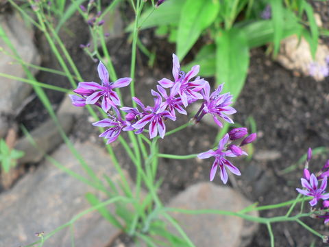 Image of Bluebells