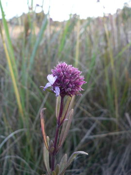 Слика од Aeollanthus engleri Briq.