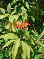 Image of Leonotis decadonta Gürke