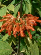 Image of Leonotis decadonta Gürke