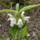 Image of Leucas menthifolia Baker