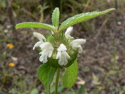 Image of Leucas menthifolia Baker