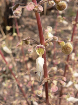 Слика од Plectranthus buchananii Baker