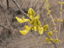 صورة Plectranthus esculentus N. E. Br.