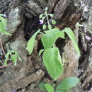 Image of Plectranthus mandalensis Baker