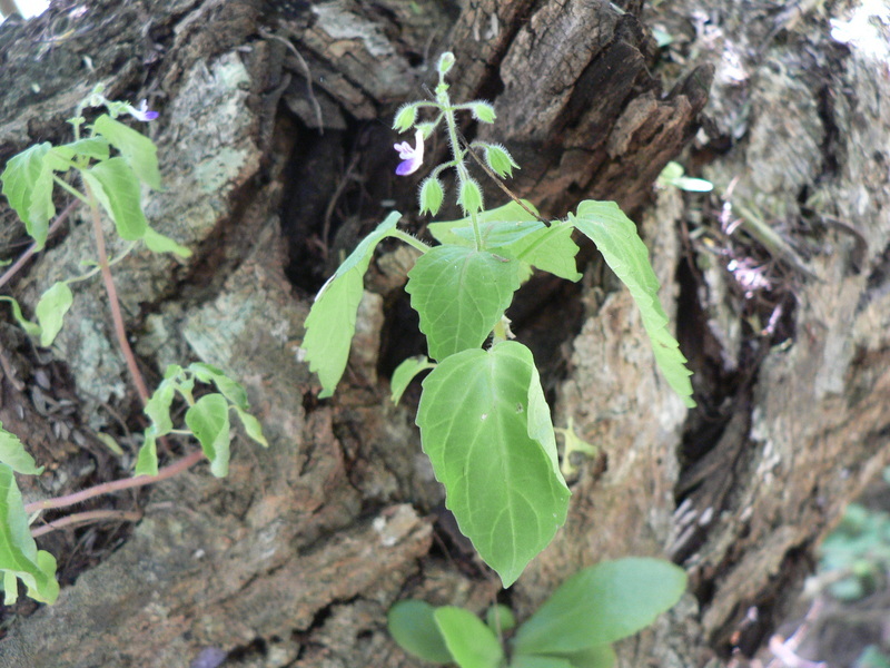 Image of Plectranthus mandalensis Baker