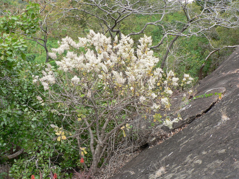 Image of Tetradenia tanganyikae Phillipson