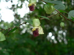 Image of Tinnea aethiopica Kotschy ex Hook. fil.