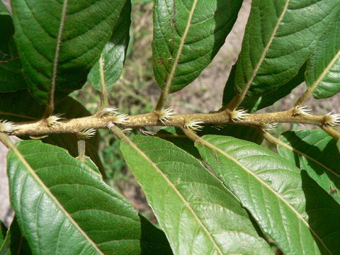 Image de Hugonia orientalis Engl.