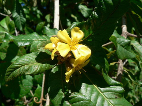 Image de Hugonia orientalis Engl.