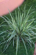 Image of lemon grass