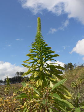 Image of Lobelia giberroa Hemsl.