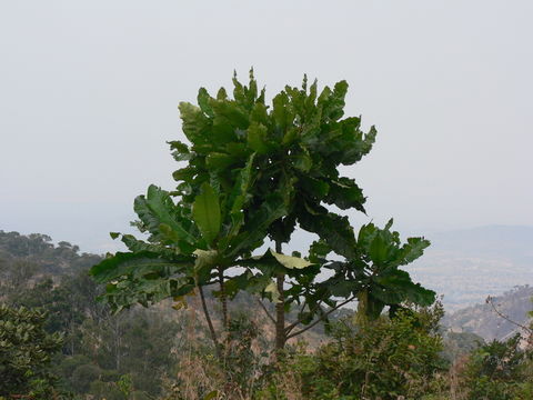 Image of Big-leaf