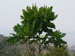 Image of Big-leaf