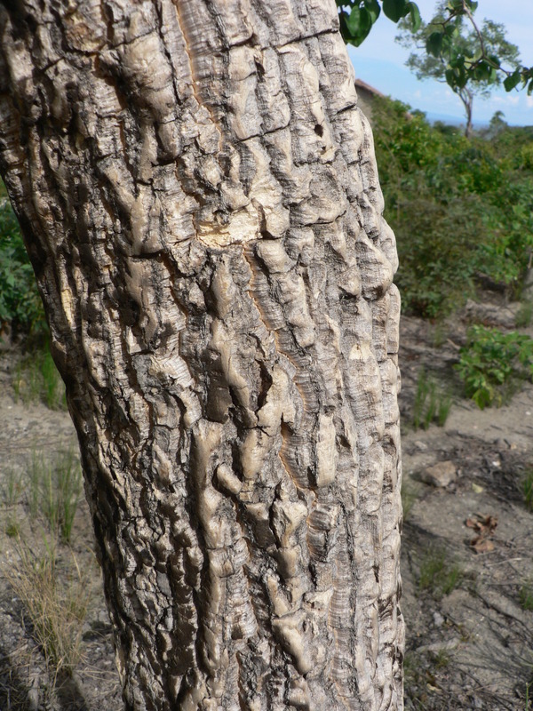 Plancia ëd Strychnos cocculoides Baker