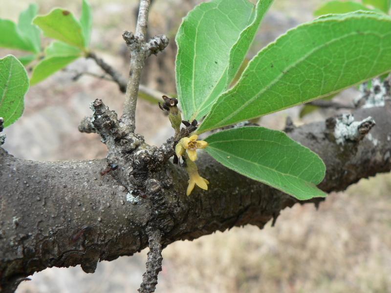 Plancia ëd Strychnos madagascariensis Poir.